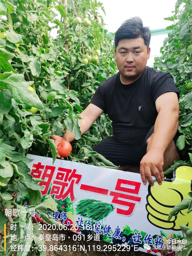 意外驚喜，《朝歌一號》不光解決西紅柿陰陽臉，還能能讓土壤踩上去軟軟的！